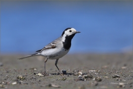 <p>KONIPAS BÍLÝ (Motacilla alba) /White wagtail - Bachstelze/</p>